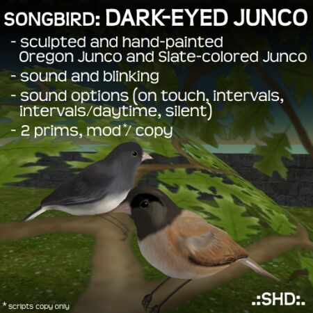 Songbird: Dark-eyed Junco .:SHD:.